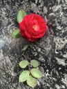 A beautiful Red rose on black granite Royalty Free Stock Photo
