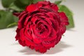 Red rose