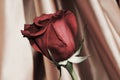 Red rose in vintage hues, Valentine concept Royalty Free Stock Photo