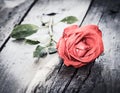 Red rose, vintage love theme