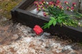 Red rose was left on gravestone in the graveyard for someone who passed away. Flower on memorial stone close up. Royalty Free Stock Photo