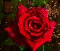 Red rose with water droplets and black background. Royalty Free Stock Photo