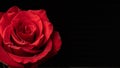 Red rose with water droplets. Black background, copy space on right. Royalty Free Stock Photo