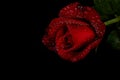 Red rose with water droplets - black background Royalty Free Stock Photo