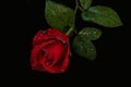 Red rose with water droplets - black background Royalty Free Stock Photo