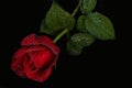 Red rose with water droplets - black background Royalty Free Stock Photo