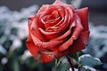 A red rose with water droplets on it created with generative AI technology Royalty Free Stock Photo