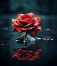 A red rose with water droplets floating on water with dark moody lighting Royalty Free Stock Photo