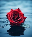 A red rose with water droplets floating on water with dark moody lighting Royalty Free Stock Photo