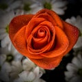 Red rose with water droplets on the petals Royalty Free Stock Photo