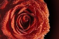 Red rose with water dropred Royalty Free Stock Photo
