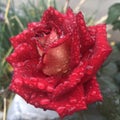 Red rose