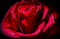 Close up Red rose with water drops on a black background. Rose in dark. Royalty Free Stock Photo