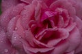 red rose with water drops, Royalty Free Stock Photo