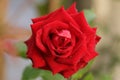 Red rose with water drops on petal. The flower in garden Royalty Free Stock Photo