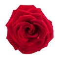 Red Rose with Water Drops Royalty Free Stock Photo