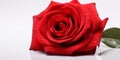 Red rose with water drops on white background, valentine concept.