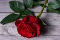 Red rose with water drops on a wooden table close-up.