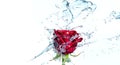 Red rose with water splash and drops on a white background. Selected focus, narrow depth of field Royalty Free Stock Photo