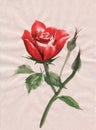 Free Stock Photo 9104 red rose painting | freeimageslive