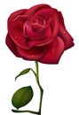 Red Rose and waterdrop Royalty Free Stock Photo
