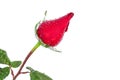 Red rose Royalty Free Stock Photo