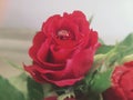 Red rose with the waterdrop Royalty Free Stock Photo