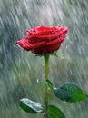 Red rose with waterdrops