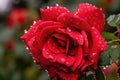 red rose waterfall, with droplets of water falling from petals Royalty Free Stock Photo