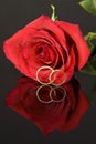 Red Rose and Wedding Rings Royalty Free Stock Photo