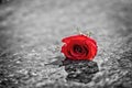 Red rose on the wet marble floor. Royalty Free Stock Photo