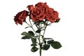Red rose and white background