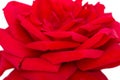 Petals Red Rose White Background
