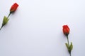 Red rose on white background Royalty Free Stock Photo