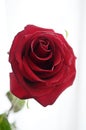 Red rose on white background