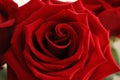 red rose on white background