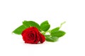 Red rose on a white background