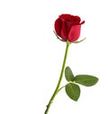 Red rose on white background Royalty Free Stock Photo