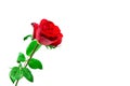 Red rose on a white background. Clipping path Royalty Free Stock Photo