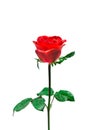 Red rose on a white background. Clipping path Royalty Free Stock Photo