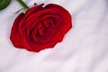 Red rose on a white background Royalty Free Stock Photo