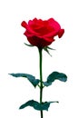 Red Rose White Background, Isolate