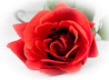 Red rose on white background, love concept Royalty Free Stock Photo