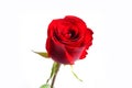 A red rose with white background