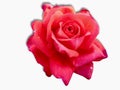 Red rose  on white background with shadow Royalty Free Stock Photo