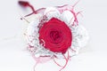 Red rose on a white background