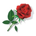 Red rose