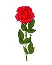 Red rose on a white background. Vector illustration Royalty Free Stock Photo