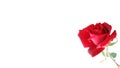 Red rose with white background wallpaper, Royalty Free Stock Photo