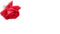 Red rose with white background wallpaper, Royalty Free Stock Photo